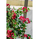 Greenmoods Kunstplant Bougainvillea Liana Fuchsia 115 cm Greenmoods Kunstplant Bougainvillea Liana Fuchsia 115 cm