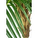 Greenmoods Kunstpalm Phoenix De Luxe 250 cm Greenmoods Kunstpalm Phoenix De Luxe 250 cm