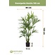 Greenmoods Kunstpalm Kentia 165 cm Greenmoods Kunstpalm Kentia 165 cm