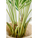 Greenmoods Kunstpalm Kentia 190 cm Greenmoods Kunstpalm Kentia 190 cm