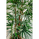 Greenmoods Lady Kunstpalm 150 cm Greenmoods Lady Kunstpalm 150 cm