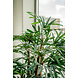 Greenmoods Lady Kunstpalm 150 cm Greenmoods Lady Kunstpalm 150 cm