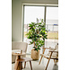 Greenmoods Kunstplant Schefflera 150 cm Greenmoods Kunstplant Schefflera 150 cm