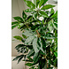 Greenmoods Kunstplant Schefflera 150 cm Greenmoods Kunstplant Schefflera 150 cm