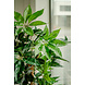 Greenmoods Kunstplant Schefflera 150 cm Greenmoods Kunstplant Schefflera 150 cm