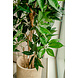 Greenmoods Kunstplant Schefflera 150 cm Greenmoods Kunstplant Schefflera 150 cm