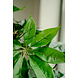 Greenmoods Kunstplant Schefflera 150 cm Greenmoods Kunstplant Schefflera 150 cm