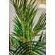 Greenmoods Kunstpalm Areca 150 cm Greenmoods Kunstpalm Areca 150 cm