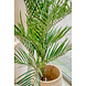 Greenmoods Kunstpalm Areca 150 cm Greenmoods Kunstpalm Areca 150 cm