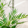 Greenmoods Kunstpalm Parlour 60 cm Greenmoods Kunstpalm Parlour 60 cm