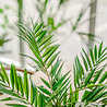 Greenmoods Kunstpalm Parlour 60 cm Greenmoods Kunstpalm Parlour 60 cm