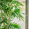 Greenmoods Kunstplant bamboe 180 cm Greenmoods Kunstplant bamboe 180 cm