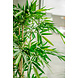 Greenmoods Kunstplant bamboe 180 cm Greenmoods Kunstplant bamboe 180 cm
