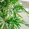 Greenmoods Kunstplant bamboe 180 cm Greenmoods Kunstplant bamboe 180 cm