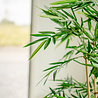 Greenmoods Kunstplant bamboe 180 cm Greenmoods Kunstplant bamboe 180 cm