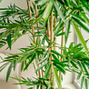 Greenmoods Kunstplant bamboe 180 cm Greenmoods Kunstplant bamboe 180 cm