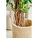 Greenmoods Kunstplant Ficus Tropical Liana 180 cm Greenmoods Kunstplant Ficus Tropical Liana 180 cm