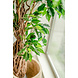Greenmoods Kunstplant Ficus Tropical Liana 180 cm Greenmoods Kunstplant Ficus Tropical Liana 180 cm