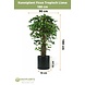 Greenmoods Kunstplant Ficus Tropical Liana 180 cm Greenmoods Kunstplant Ficus Tropical Liana 180 cm