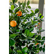 Greenmoods Kunst sinaasappelboom 120 cm Greenmoods Kunst sinaasappelboom 120 cm