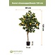 Greenmoods Kunst sinaasappelboom 120 cm Greenmoods Kunst sinaasappelboom 120 cm