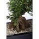 Greenmoods Kunst bonsai boompje 70 cm in pot Greenmoods Kunst bonsai boompje 70 cm in pot