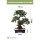 Greenmoods Kunst bonsai boompje 70 cm in pot Greenmoods Kunst bonsai boompje 70 cm in pot