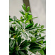 Greenmoods Kunstplant Schefflera 120 cm. Greenmoods Kunstplant Schefflera 120 cm.