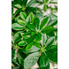 Greenmoods Kunstplant Schefflera 120 cm. Greenmoods Kunstplant Schefflera 120 cm.