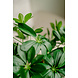 Greenmoods Kunstplant Schefflera 120 cm. Greenmoods Kunstplant Schefflera 120 cm.