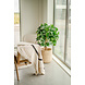 Greenmoods Kunstplant Schefflera 120 cm. Greenmoods Kunstplant Schefflera 120 cm.