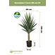 Greenmoods Kunstplant Yucca 100 cm UV Greenmoods Kunstplant Yucca 100 cm UV