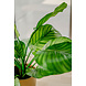 Greenmoods Kunstplant Calathea Fasciata 53 cm in pot Greenmoods Kunstplant Calathea Fasciata 53 cm in pot