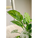 Greenmoods Kunstplant Calathea Fasciata 53 cm in pot Greenmoods Kunstplant Calathea Fasciata 53 cm in pot