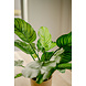 Greenmoods Kunstplant Calathea Fasciata 53 cm in pot Greenmoods Kunstplant Calathea Fasciata 53 cm in pot