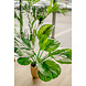 Greenmoods Kunstplant Calathea Fasciata 53 cm in pot Greenmoods Kunstplant Calathea Fasciata 53 cm in pot