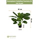 Greenmoods Kunstplant Calathea Fasciata 53 cm in pot Greenmoods Kunstplant Calathea Fasciata 53 cm in pot