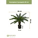 Greenmoods Kunstplant Cycaspalm 80 cm Greenmoods Kunstplant Cycaspalm 80 cm