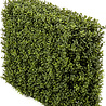 Greenmoods Siepe di bosso artificiale 70x20x50 cm UV