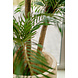 Greenmoods Cycas Kunstpalm Classic 135 cm Greenmoods Cycas Kunstpalm Classic 135 cm
