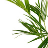 Greenmoods Kunstpalm Kentia 135 cm Greenmoods Kunstpalm Kentia 135 cm