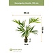 Greenmoods Kunstpalm Kentia 135 cm Greenmoods Kunstpalm Kentia 135 cm