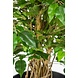 Greenmoods Kunstplant Ficus Liana 90 cm Greenmoods Kunstplant Ficus Liana 90 cm