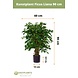 Greenmoods Kunstplant Ficus Liana 90 cm Greenmoods Kunstplant Ficus Liana 90 cm