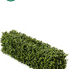 Greenmoods Kunst Buxushaag 100x20x25 cm UV Greenmoods Kunst Buxushaag 100x20x25 cm UV