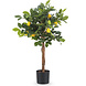 Greenmoods Kunstplant citroenboom 75 cm Greenmoods Kunstplant citroenboom 75 cm