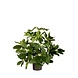 Greenmoods Kunstplant Baby Schefflera 45 cm Greenmoods Kunstplant Baby Schefflera 45 cm