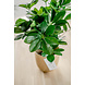 Greenmoods Kunstplant Baby Schefflera 45 cm Greenmoods Kunstplant Baby Schefflera 45 cm