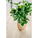 Greenmoods Kunstplant Baby Schefflera 45 cm Greenmoods Kunstplant Baby Schefflera 45 cm