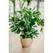 Greenmoods Kunstplant Baby Schefflera 45 cm Greenmoods Kunstplant Baby Schefflera 45 cm